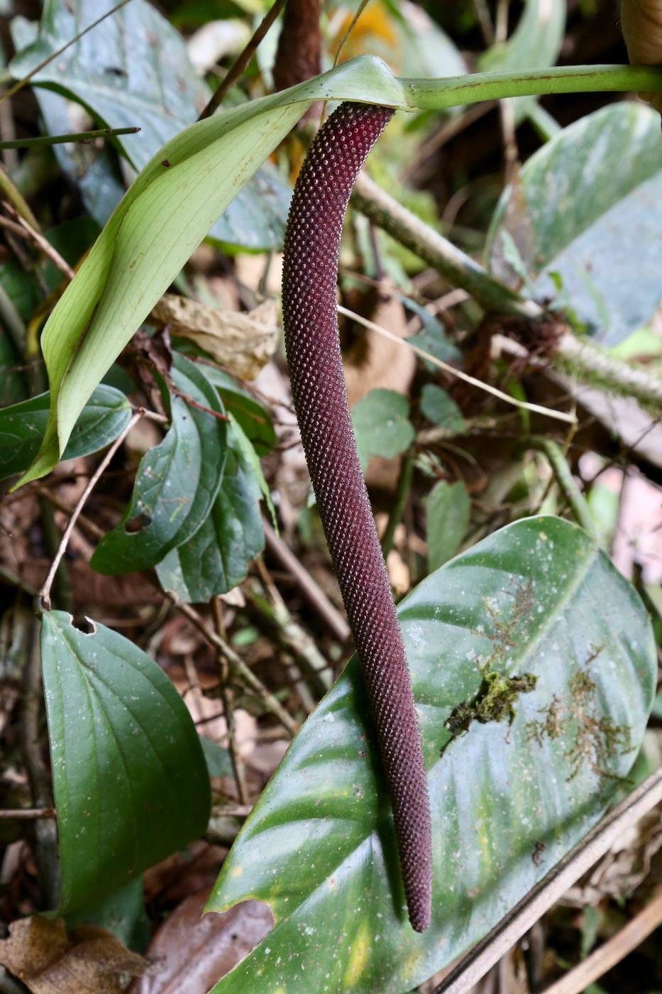 Image of Anthurium camposii specimen.