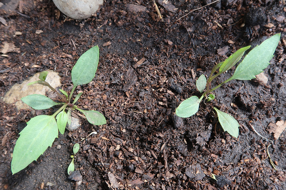 Image of Clematis tangutica specimen.