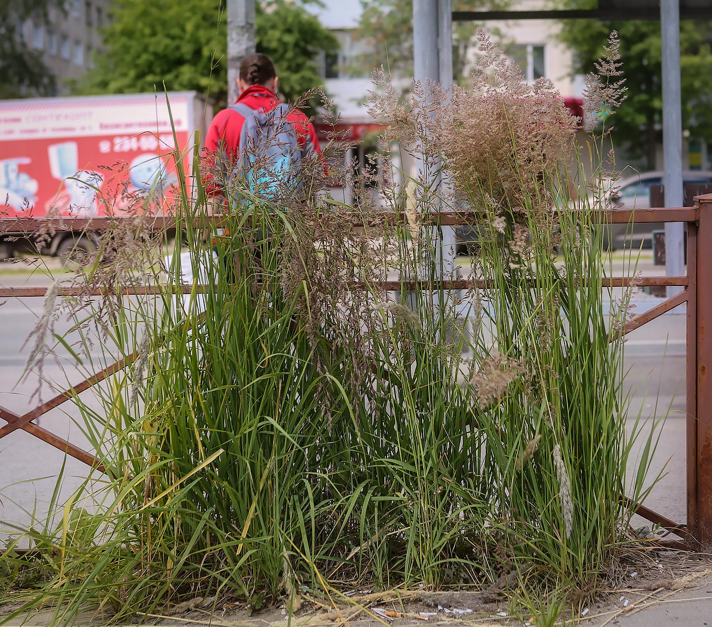 Изображение особи Calamagrostis epigeios.