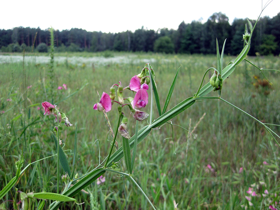 Изображение особи Lathyrus sylvestris.