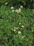 Astrantia major. Верхушки плодоносящих растений. Украина, Львовская обл., Золочевский р-н, луговой склон западной экспозиции. 11 августа 2010 г.