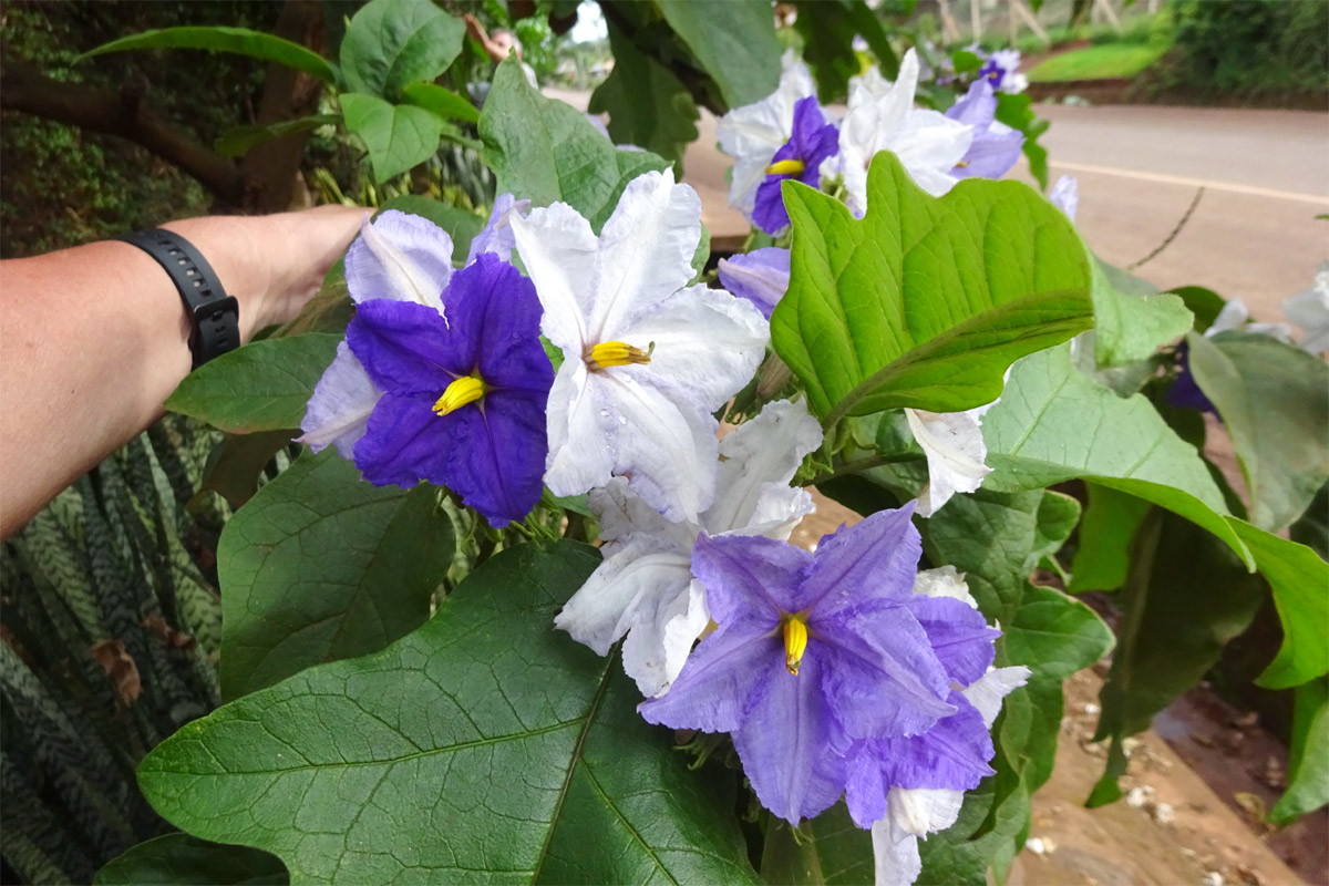 Image of Solanum wrightii specimen.