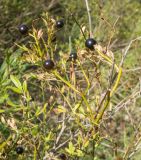 Jasminum fruticans