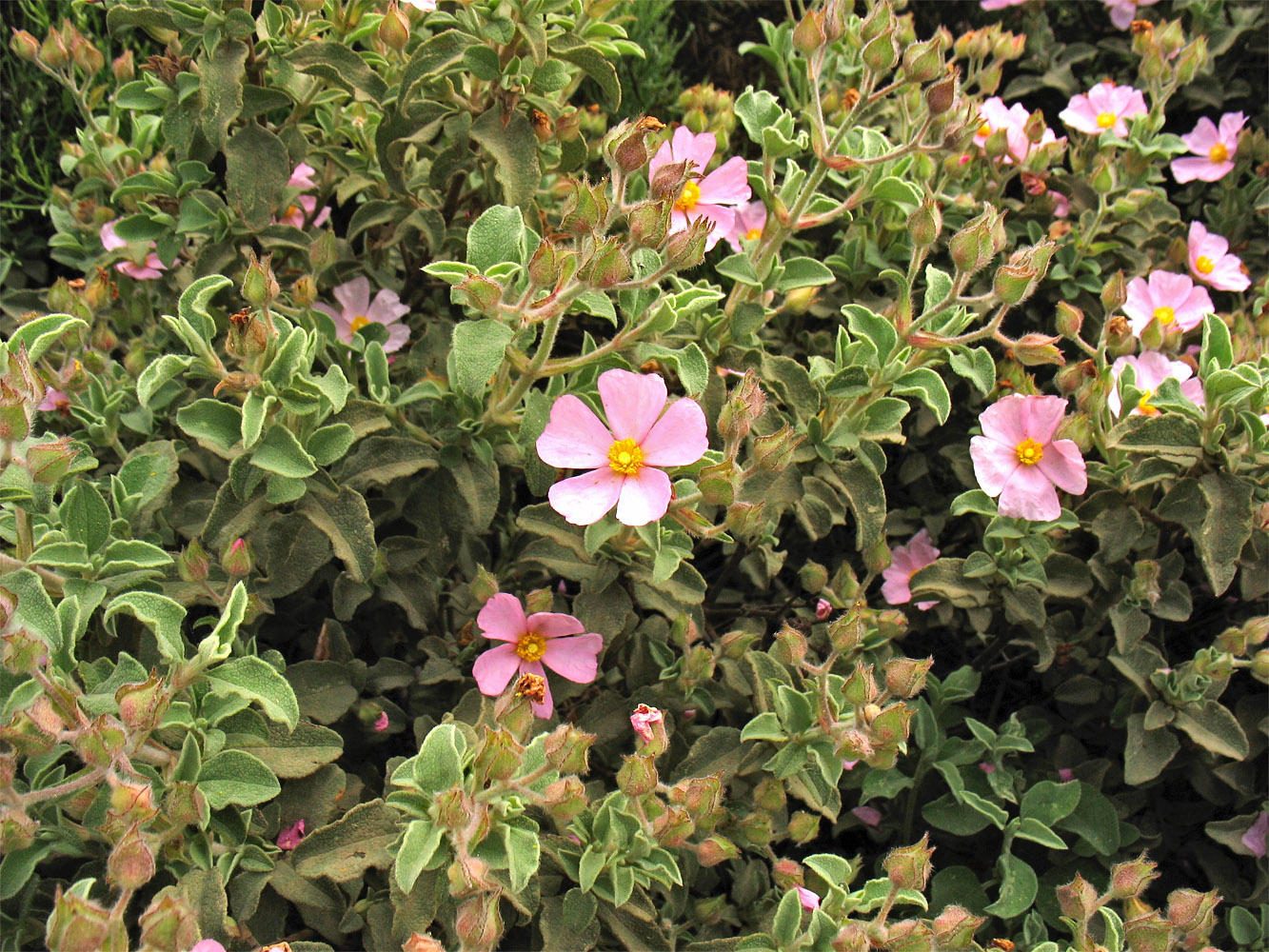 Image of Cistus parviflorus specimen.