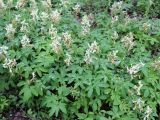 Corydalis marschalliana