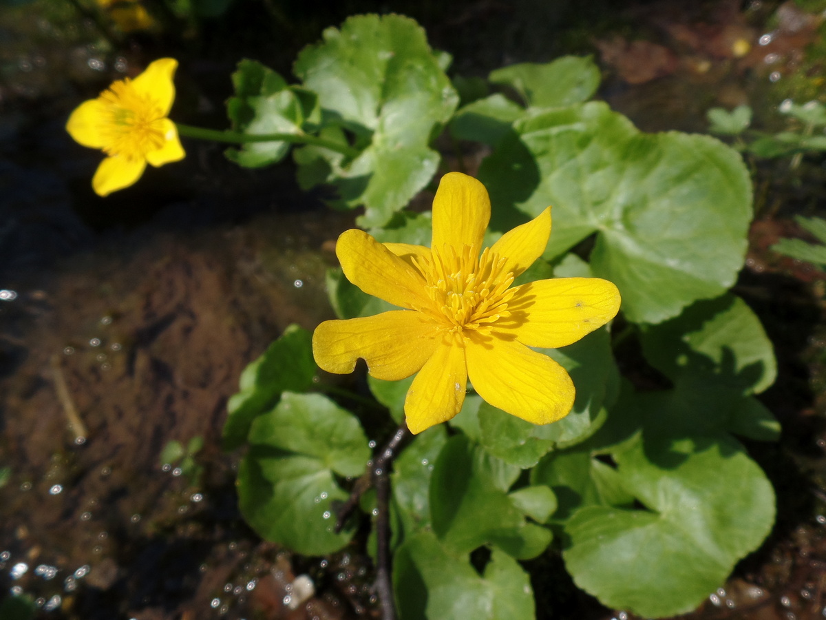 Image of Caltha palustris specimen.