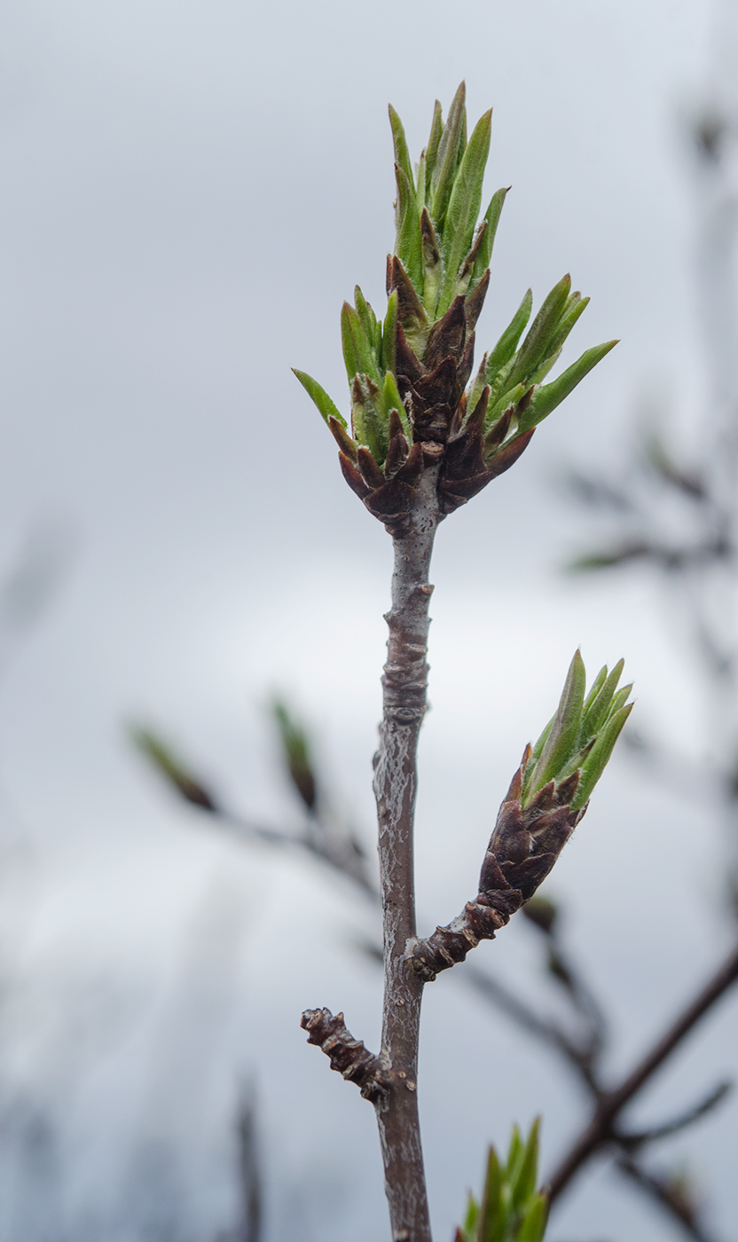 Изображение особи семейство Rosaceae.