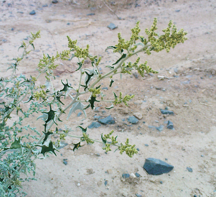 Image of Atriplex aucheri specimen.