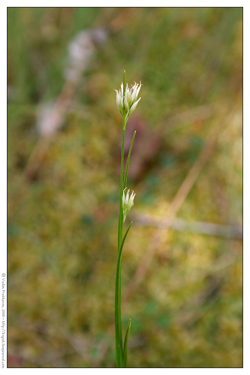 Image of Rhynchospora alba specimen.