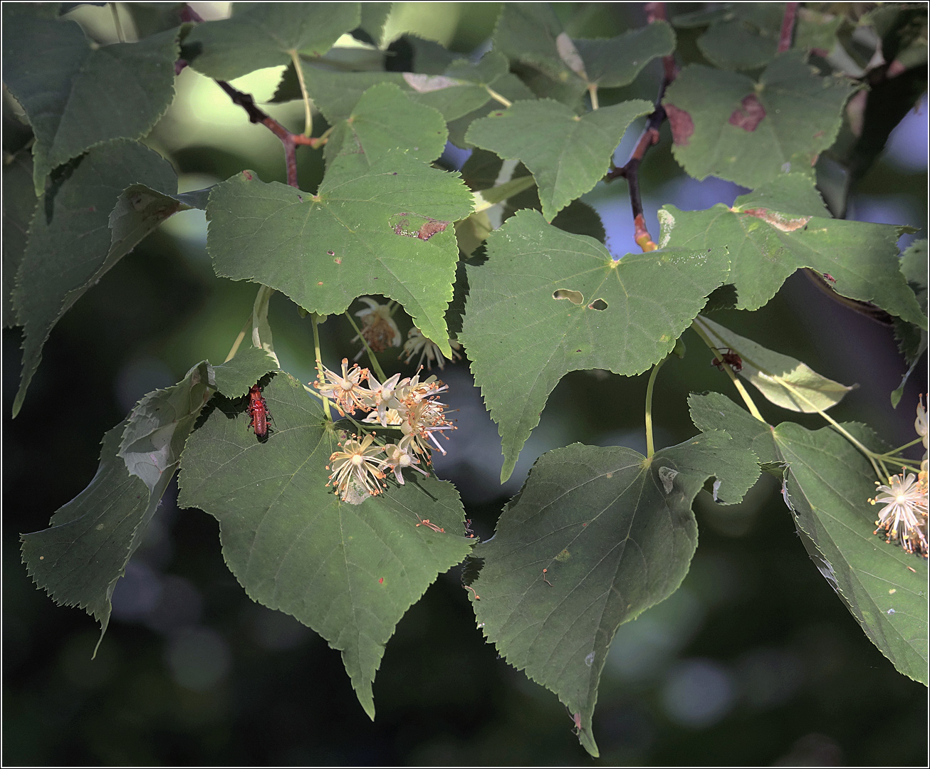 Изображение особи Tilia cordata.