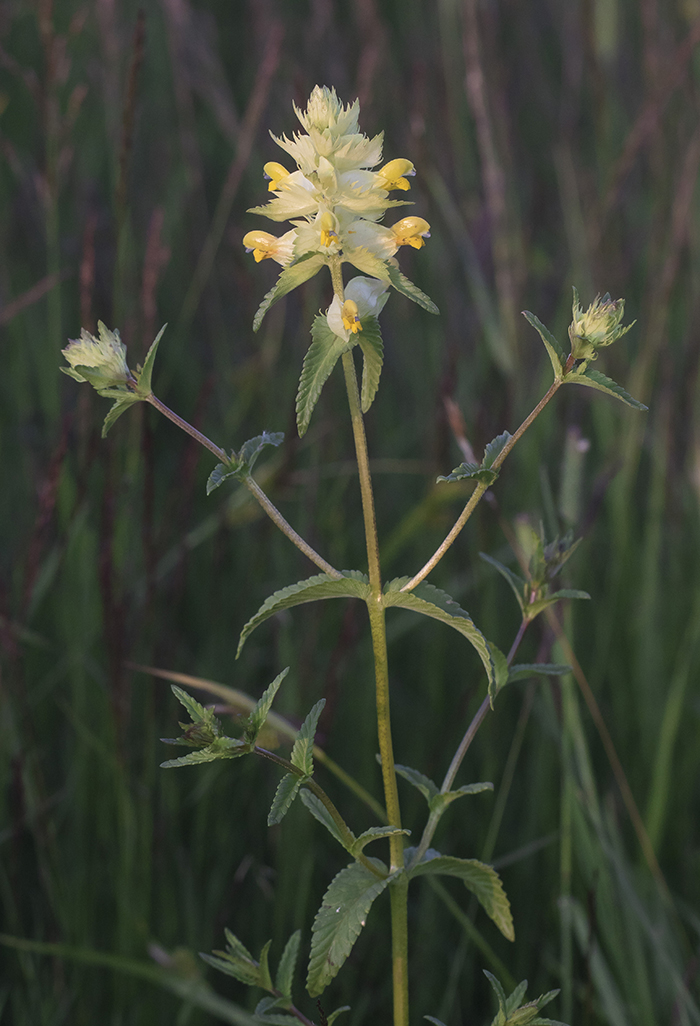 Изображение особи Rhinanthus minor.