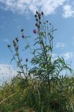 Centaurea scabiosa