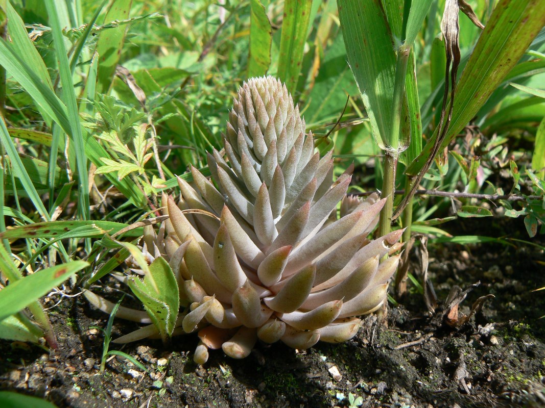 Image of Orostachys erubescens specimen.