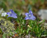 Campanula biebersteiniana. Цветущее растение. Республика Северная Осетия-Алания, Алагирский р-н, Большой Кавказ, левый берег реки Садон, ≈ 2650 м н.у.м., поросшая осыпь. 03.07.2021.