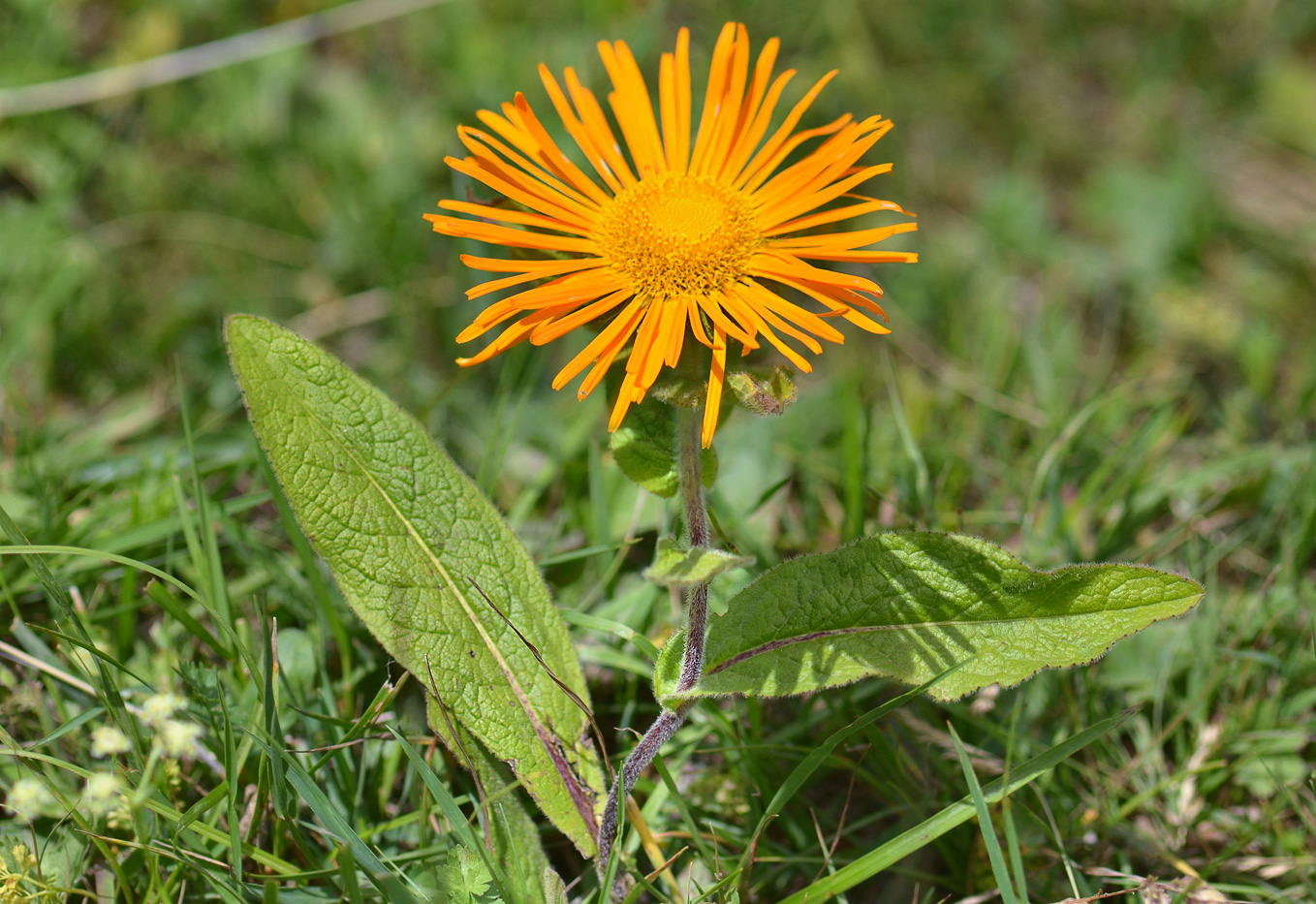 Image of Inula grandiflora specimen.