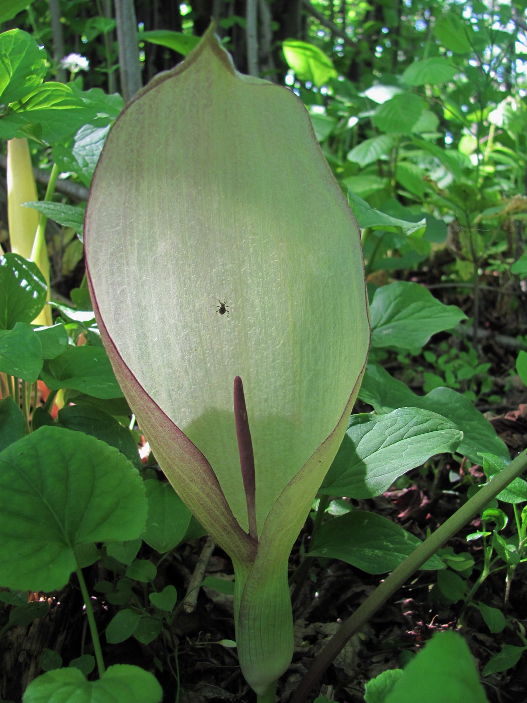 Image of Arum amoenum specimen.