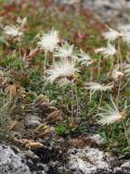 Dryas octopetala subspecies subincisa. Плодоносящие растения в приморской тундре (слева на переднем плане - плоды Oxytropis sordida). Мурманская обл., окр. пос. Дальние Зеленцы близ мыса Аварийный. 02.08.2010.