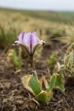 Iris pumila