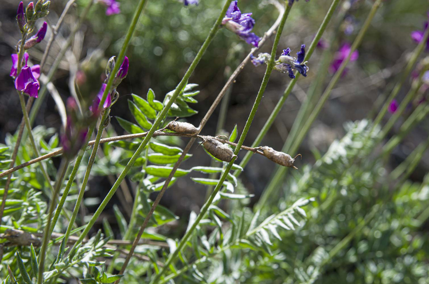 Image of Oxytropis coerulea specimen.