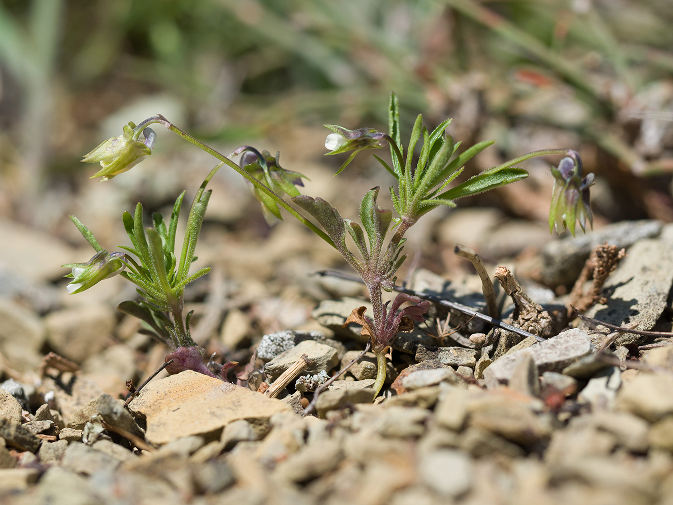 Image of Viola kitaibeliana specimen.