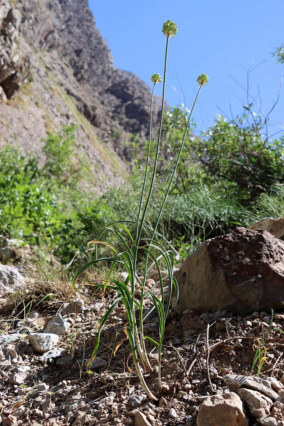 Image of Allium drobovii specimen.