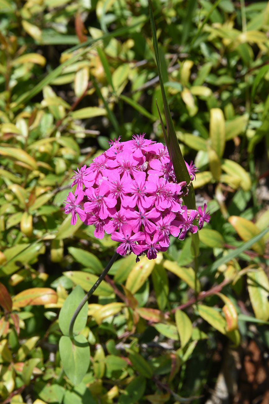 Image of Silene compacta specimen.