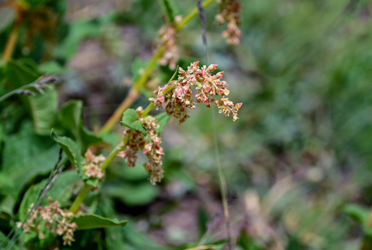 Изображение особи Aconogonon songaricum.