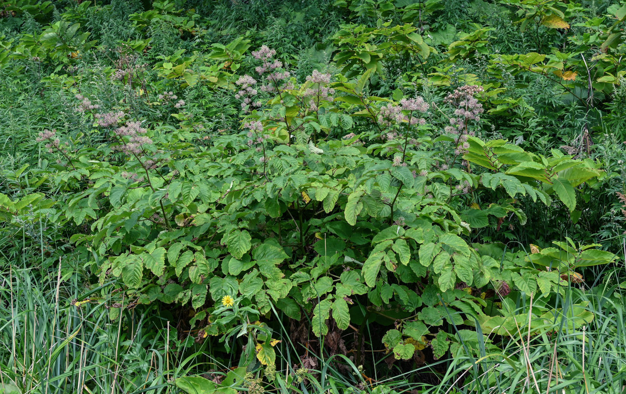 Image of Aralia cordata specimen.