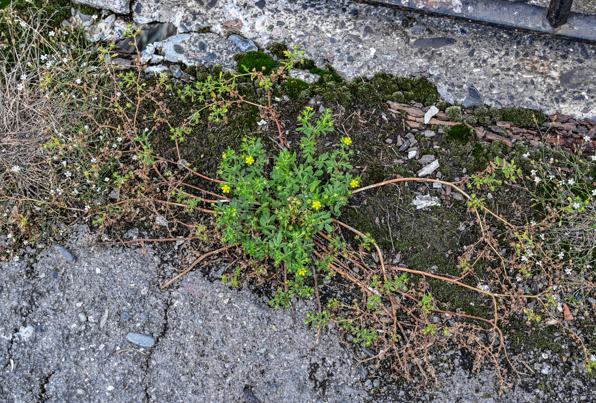 Изображение особи Potentilla supina.