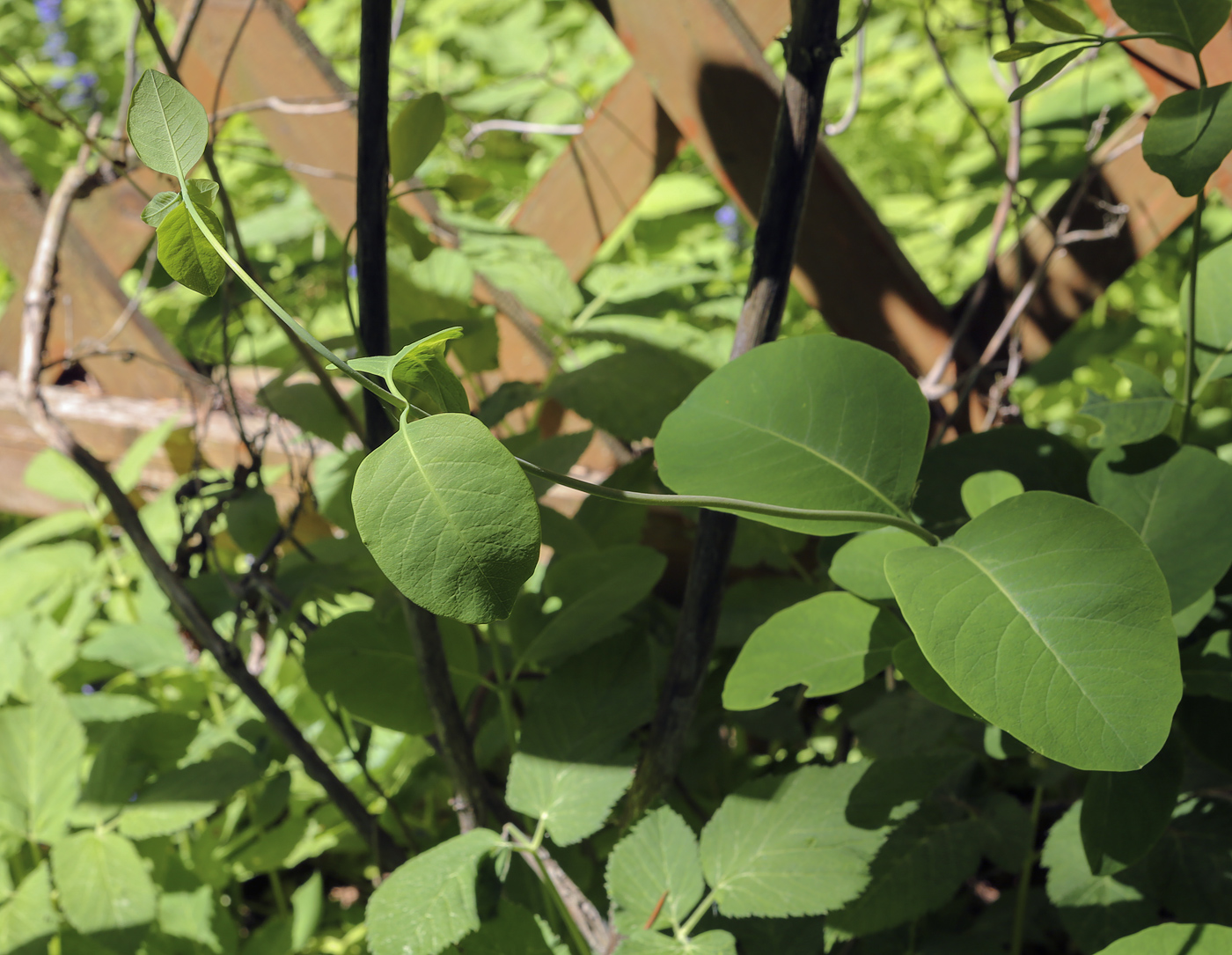 Изображение особи Lonicera prolifera.