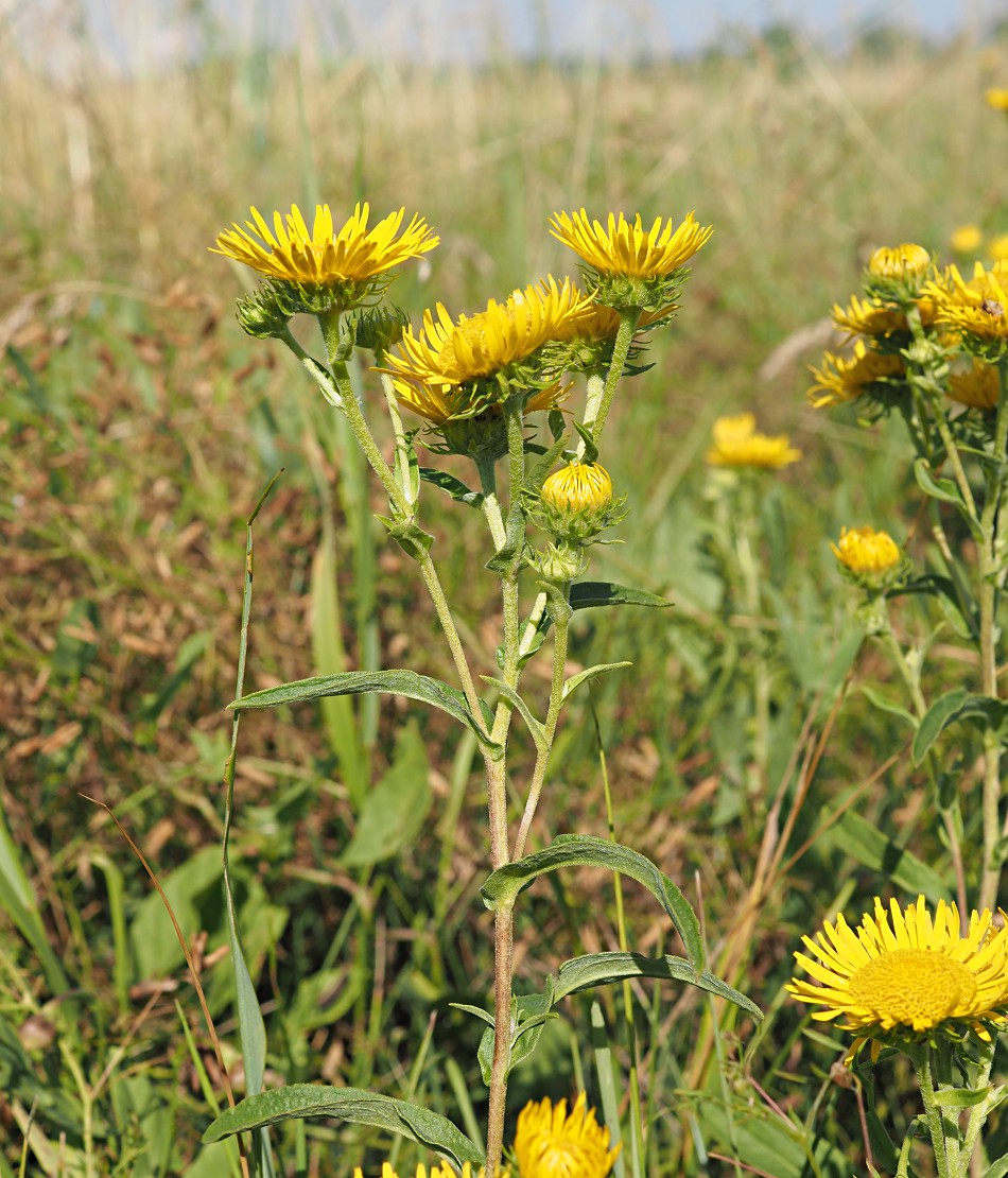 Изображение особи Inula britannica.