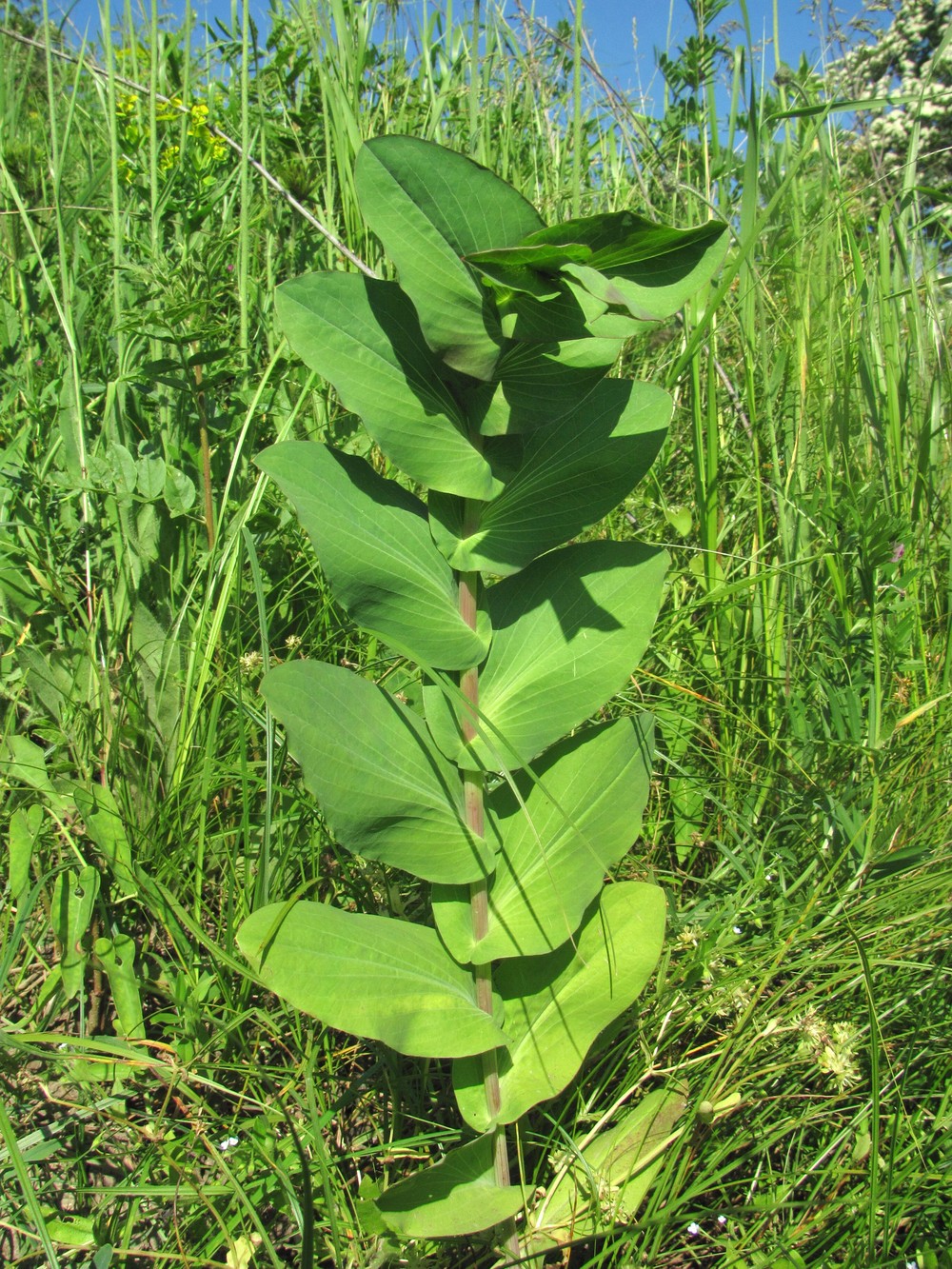 Изображение особи Bupleurum rotundifolium.