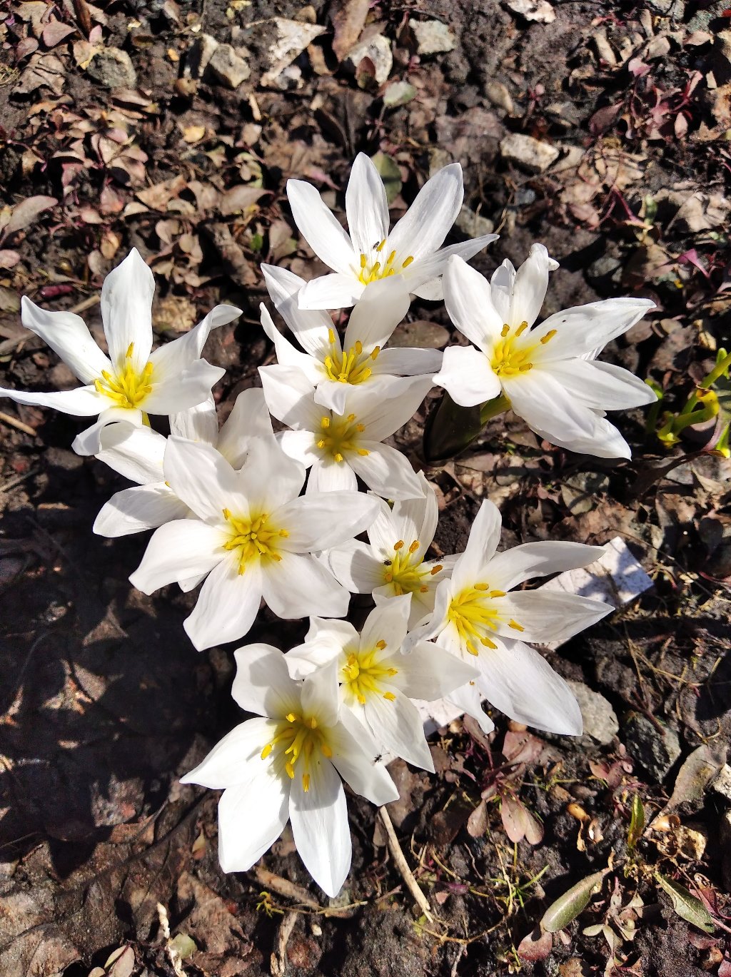 Image of Colchicum szovitsii specimen.