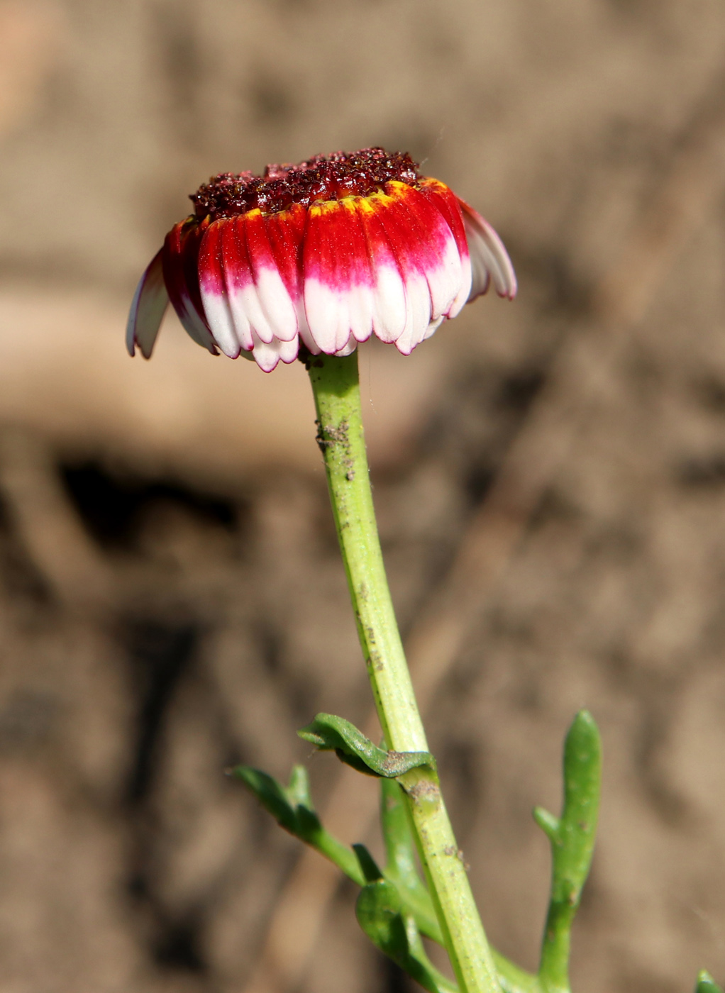 Image of Ismelia carinata specimen.