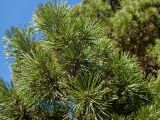 genus Pinus. Верхушка ветви. Тверская обл., Кимрский р-н, дер. Нутромо, между частными приусадебными участками. 06.04.2023.