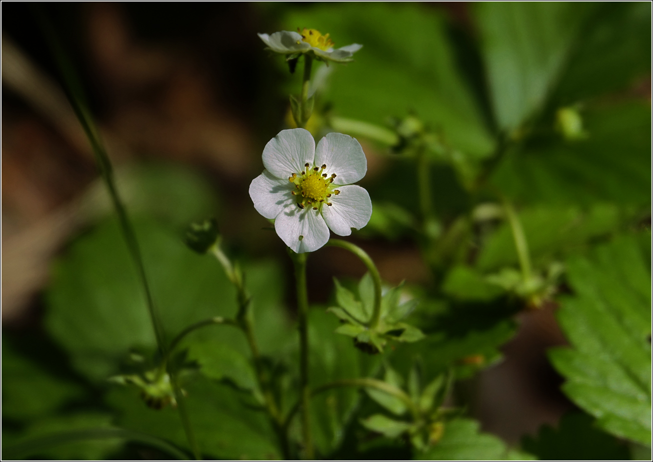 Image of Fragaria vesca specimen.