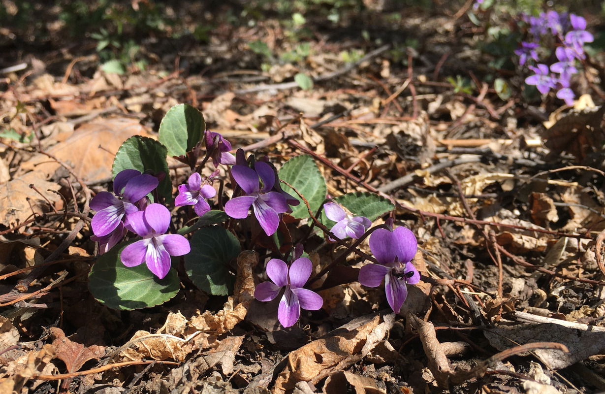 Изображение особи Viola variegata.