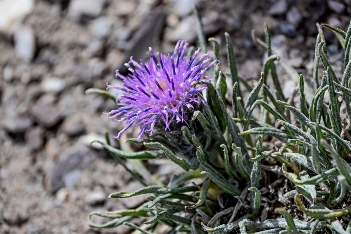 Image of Saussurea leucophylla specimen.