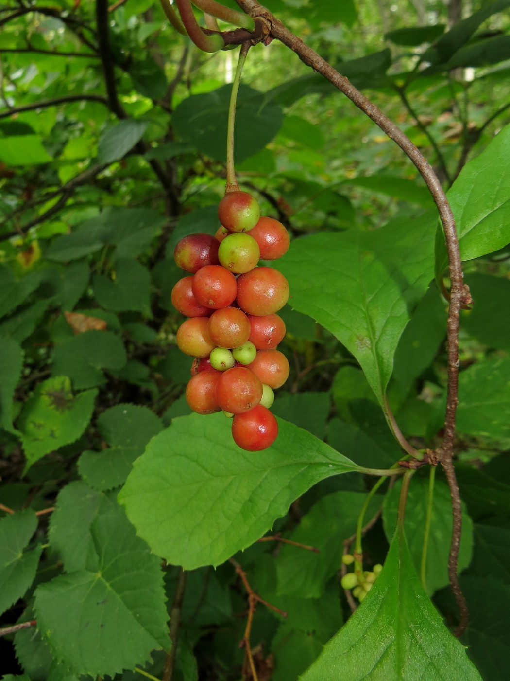 Изображение особи Schisandra chinensis.