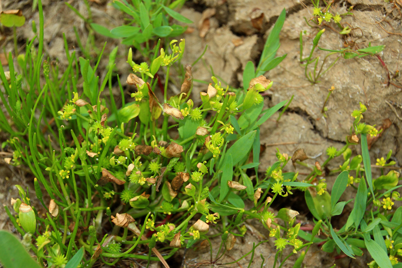 Image of Buschia lateriflora specimen.