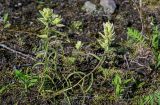 Castilleja hyparctica