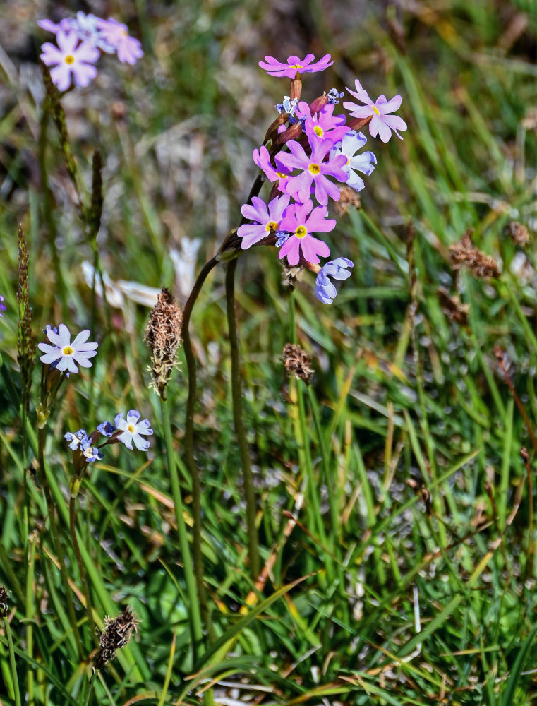 Image of Primula pamirica specimen.