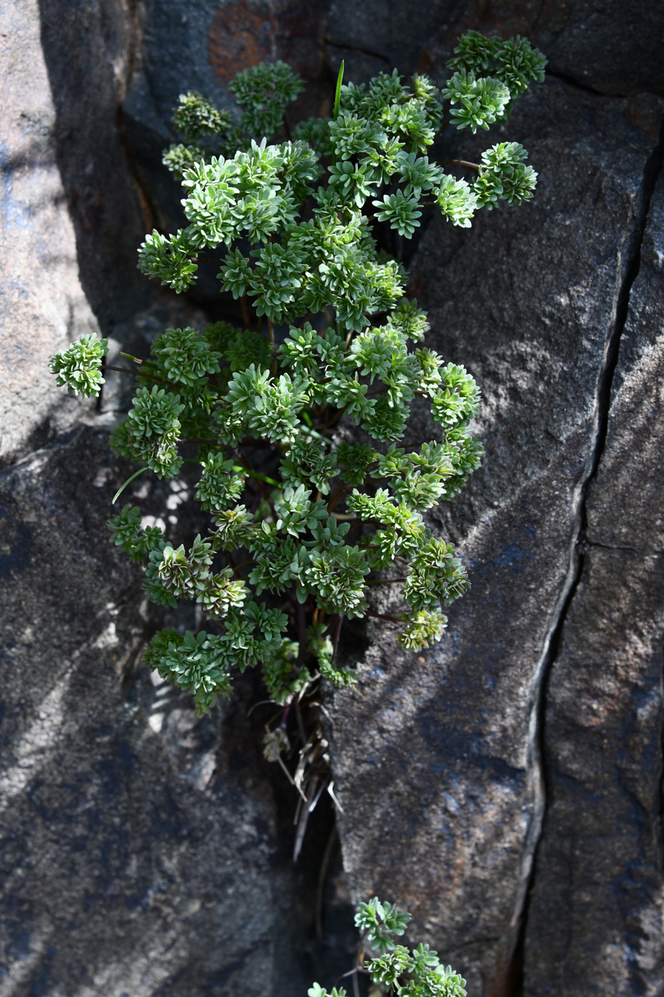 Image of Thalictrum isopyroides specimen.