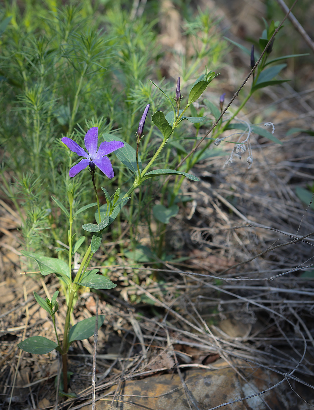 Image of Vinca herbacea specimen.