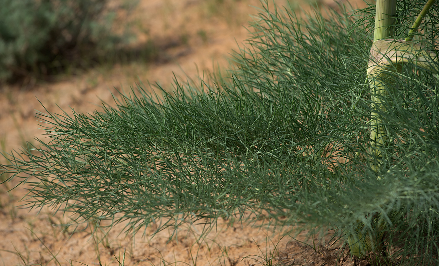 Image of Ferula varia specimen.