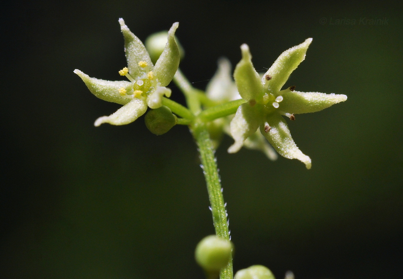 Изображение особи Rubia chinensis.