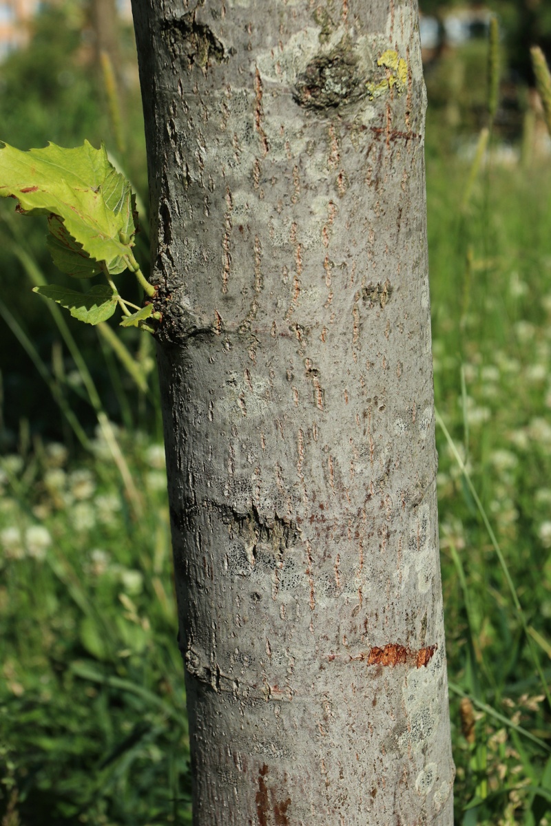 Image of genus Tilia specimen.