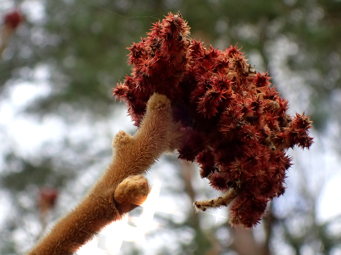 Image of Rhus typhina specimen.