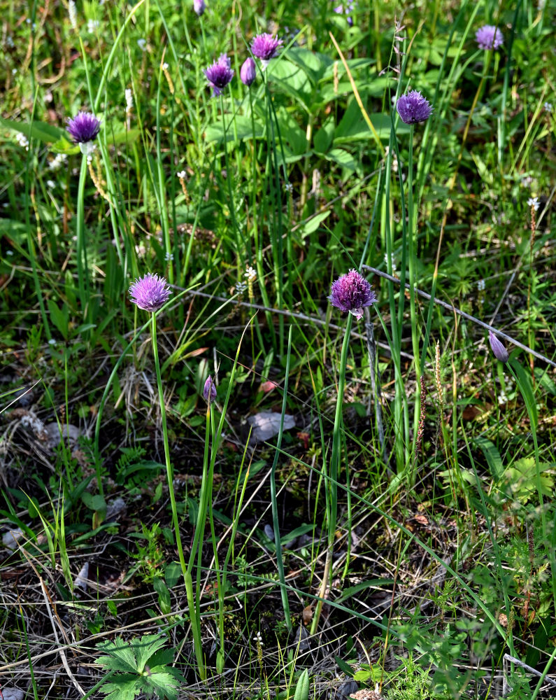 Изображение особи Allium schoenoprasum.