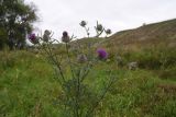 Cirsium polonicum. Цветущее растение. Тульская обл., Куркинский р-н, окр. степного урочища Горки, берег р. Дон, луг. 30 июля 2024 г.